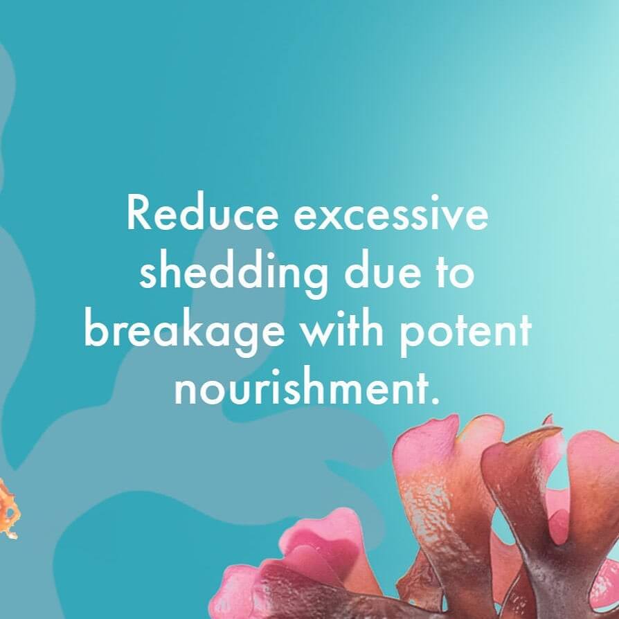 Sea Moss Anti-Shedding Scalp & Hair Oil  - image 4